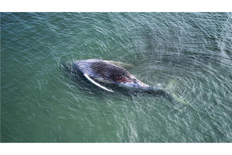 Der Kadaver des als „Timmy“ bekannten Buckelwals soll vor der Insel Anholt entfernt werden.