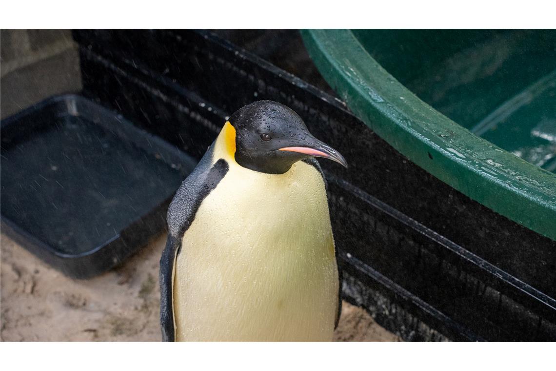 Weit weg von Zuhause: Kaiserpinguin strandet in Australien Der Kaiserpinguin wird von einer Vogelpflegerin aufgepäppelt.