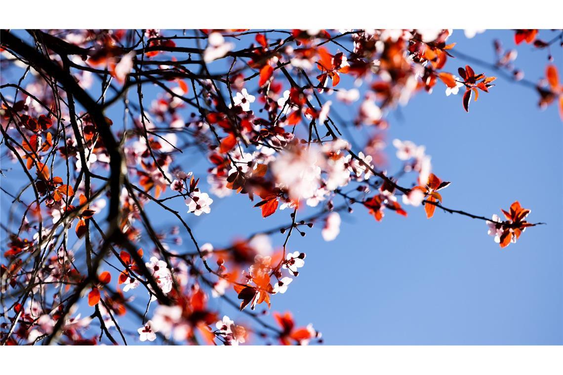 Kalendarischer Frühlingsanfang wird überwiegend sonnig Der kalendarische Frühlingsanfang am Donnerstag wird vielerorts sonnig.