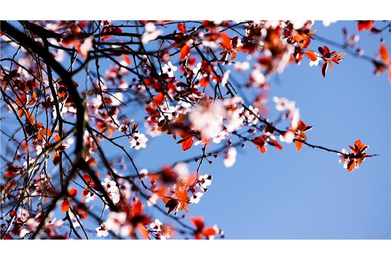 Der kalendarische Frühlingsanfang am Donnerstag wird vielerorts sonnig.