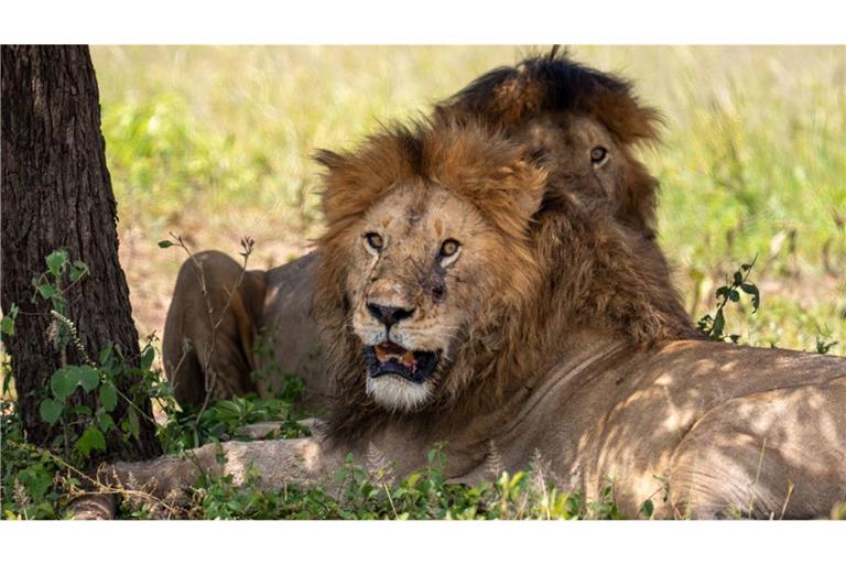 Der Kamo Wildlife Sanctuary in Whangarei steht vor dem Aus. Weil kein anderer Zoo die Tiere aufnehmen kann, sollen sieben betagte Löwen getötet werden.