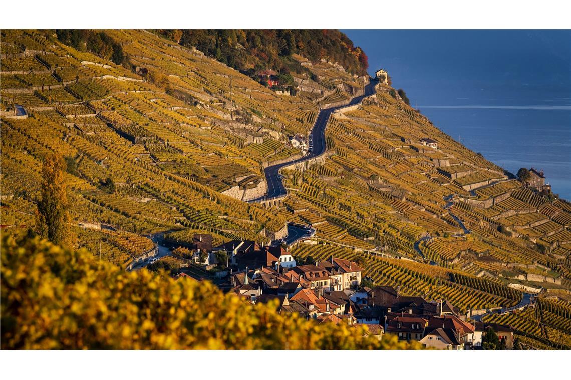Der Kanton Waadt ist durch Weinanbau geprägt. (Archivbild)
