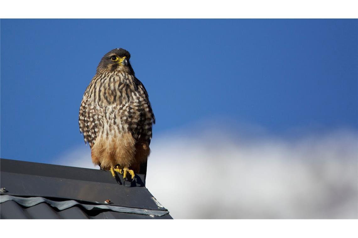 Flitzer mit Krone: Karearea ist Neuseelands Vogel des Jahres Der Karearea ist Neuseelands einziger Falke.