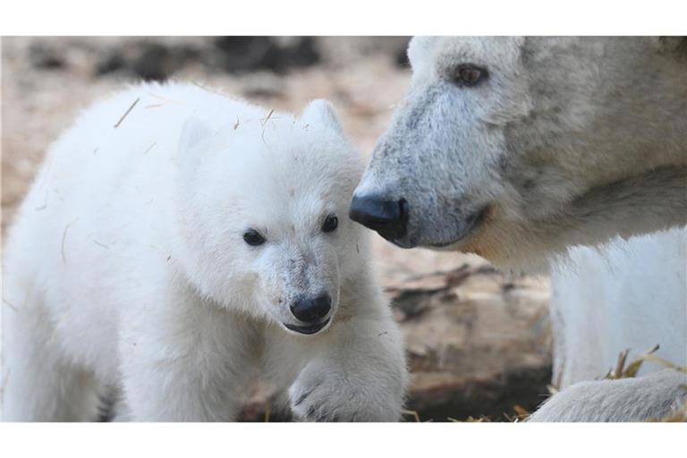 Der Karlsruher Zoo rechnet mit einem regelrechten Ansturm, wenn die Besucher ins Gehege dürfen.