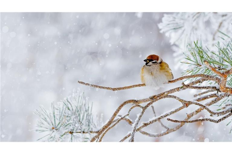 Der Katharinentag gilt als wichtiger Lostag im Bauernkalender. Alte Bauernregeln sollen am 25. November Hinweise darauf geben, wie Winter und Februar ausfallen könnten.