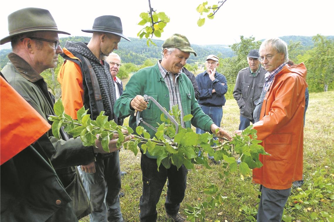 Im Dienste der heimischen Früchte Der Klassiker: Mitglieder des Vereins für Obstbau, Garten und Landschaft Murrhardt informieren, wie auch Anfänger ihre Obstbäume fachgerecht pflegen können – beim Schnittkurs auf einer Baumwiese nahe der Karnsberger Straße mit Wolfgang Doderer (rechts) und dem Vorsitzenden Rainer Laidig (Mitte). Die Aufnahme stammt aus dem Jahr 2018. Fotos: privat