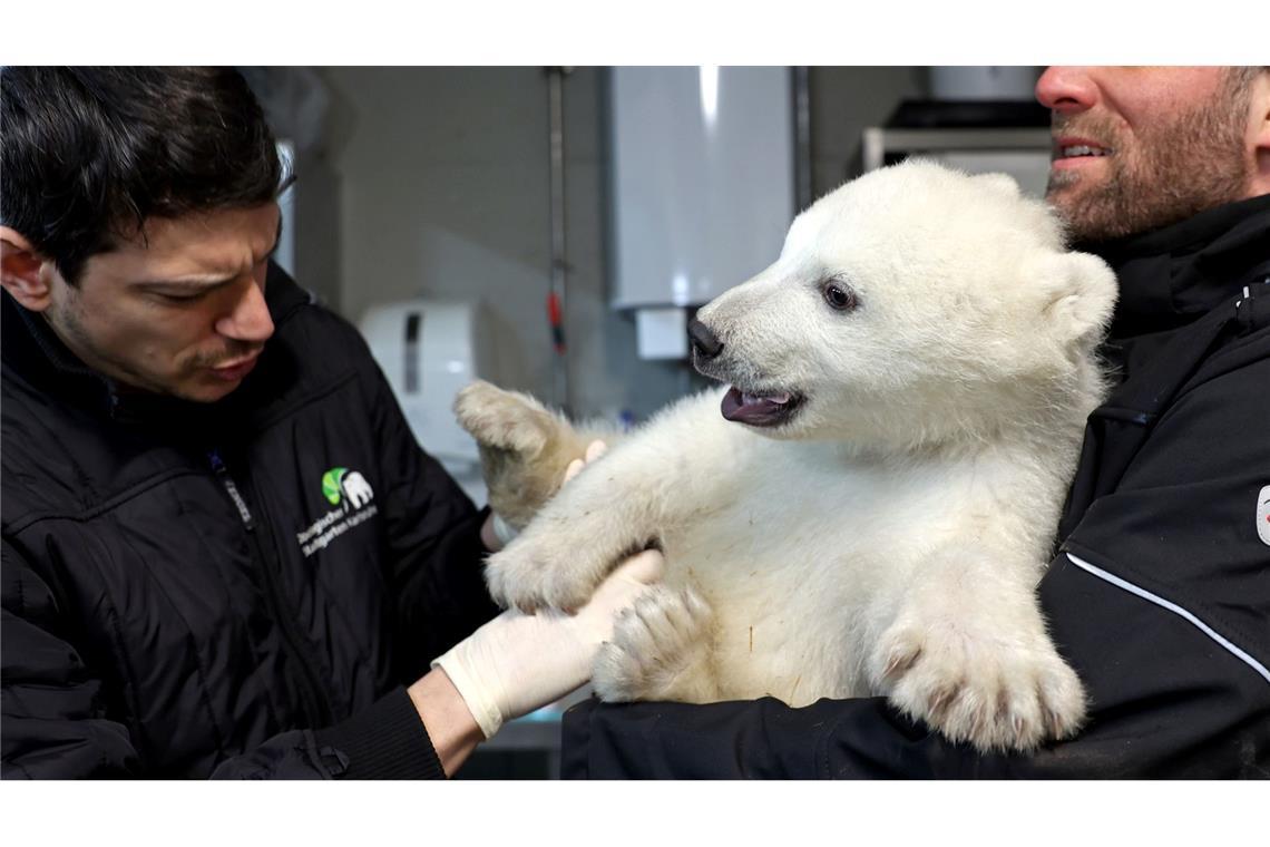 Es ist ein Junge - Eisbärenbaby ist gesund und stark Der kleine Eisbär erweist sich schon als bärenstark.