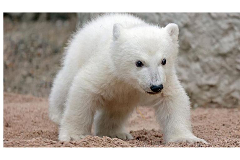 Der kleine Eisbär im Karlsruher Zoo bleibt vorerst noch versteckt.