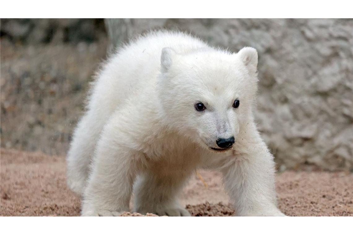 So lange bleibt das Eisbärbaby noch abgeschottet Der Kleine hat noch keinen Namen. (Archivbild)