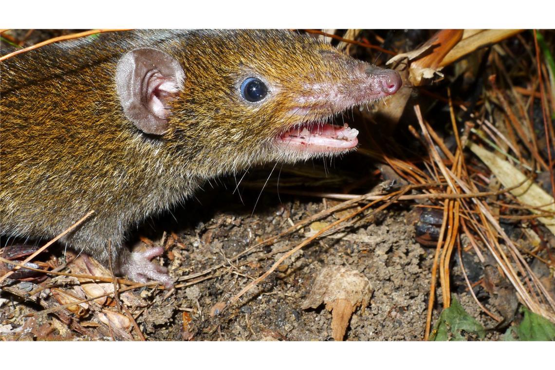 Hunderte Tier- und Pflanzenarten in Südostasien entdeckt Der Kleine Rattenigel hat weiches Fell und scharfe Reißzähne.