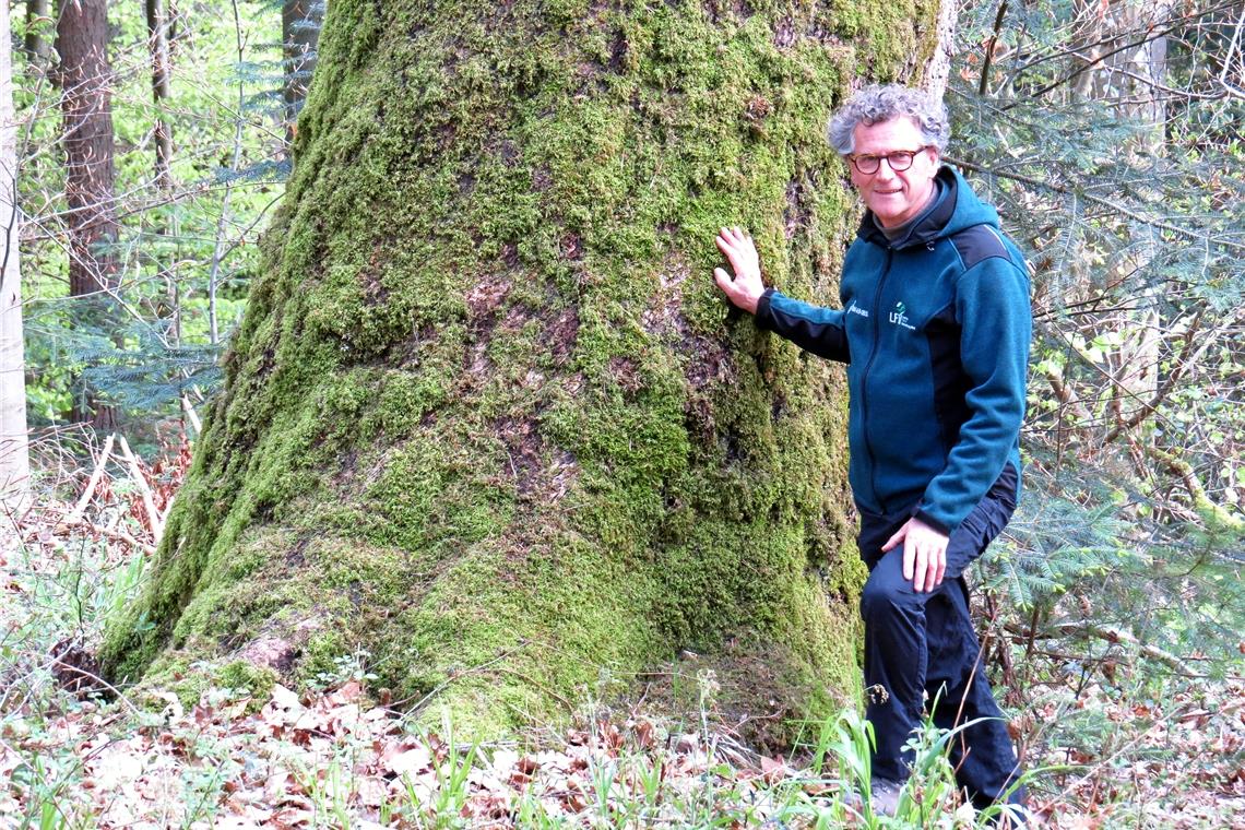 Der Kontrast könnte kaum größer sein: Dieter Seitz bei der alten Eiche in den Tiefen des Linderst.