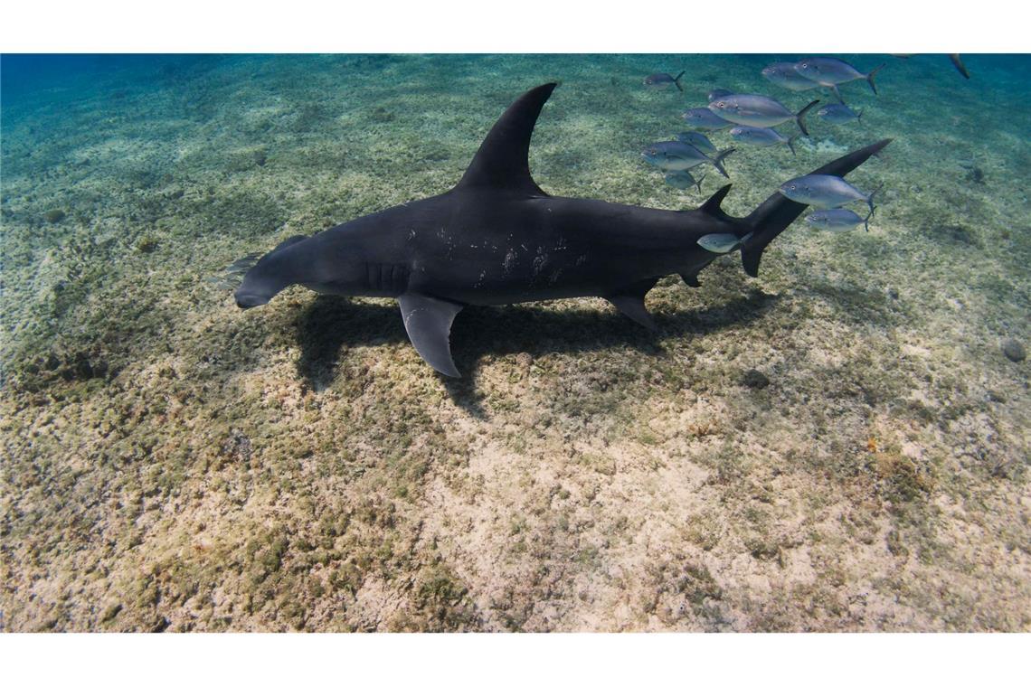 Hammerhaie werden auf den Bahamas zu Stubenhockern Der Kopf von Hammerhaien ist seitlich stark verbreitert, Augen und Nasenlöcher sitzen an den Enden dieser hammerförmigen Ausläufer.