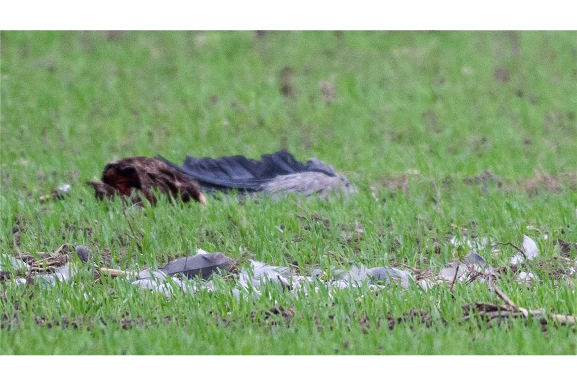 Der Kranich starb (Symbolbild).