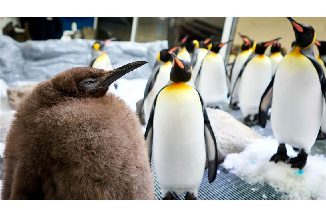 Bald im Frack: Riesen-Pinguin Pesto wird erwachsen Der kugelrunde Pesto war schnell zum Social-Media-Star avanciert.