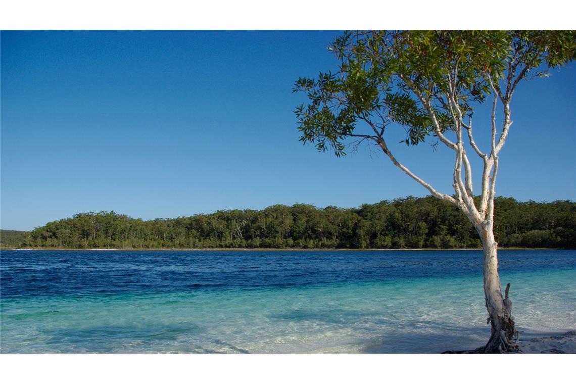 Drei Kinder auf Trauminsel K'gari von Dingos attackiert Der Lake McKenzie gilt als Postkartenmotiv schlechthin - aber Dingos greifen auch im Wasser an. (Archivbild)