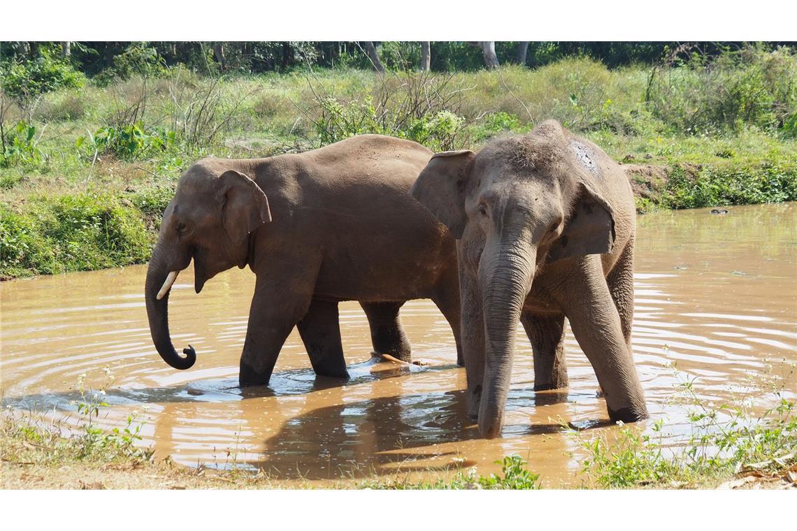 Verhütungsspritze für Elefanten in Thailand Der Lebensraum für die Elefanten schwindet auch in Thailand. (Archivbild)