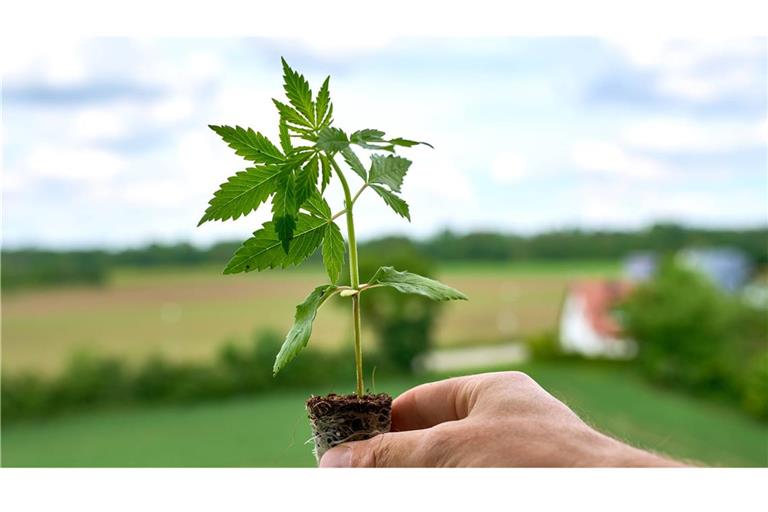 Der legale Anbau von Cannabis in Vereinen nur langsam voran (Symbolbild).