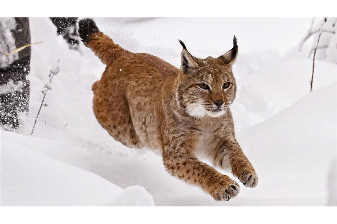 Der männliche Luchs „Portus“ ist seit November 2024 in Baden-Württemberg. (Archivbild)