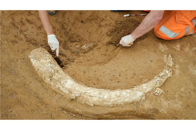 Der Mammutzahn ist etwa 1,20 Meter lang.