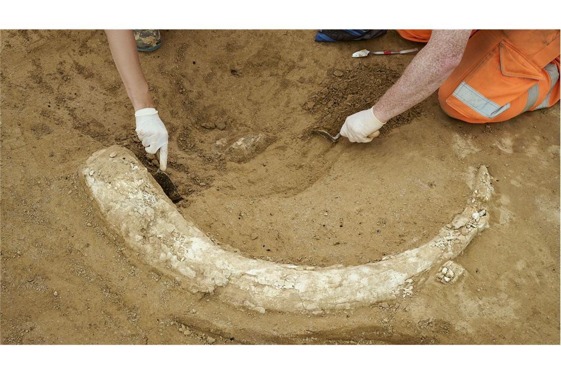 Mammutzahn auf Suedlink-Baustelle entdeckt Der Mammutzahn wurde auf einer Baustelle bei Lauda-Königshofen entdeckt.