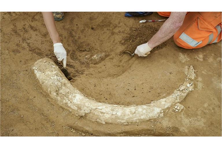 Der Mammutzahn wurde auf einer Baustelle bei Lauda-Königshofen entdeckt.