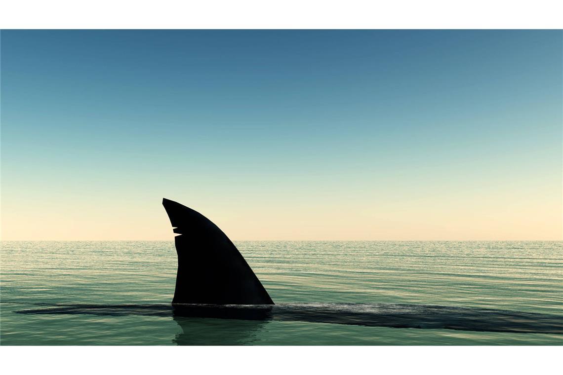 Tourist im Roten Meer von Hai angegriffen und getötet Der Mann überlebte den Haiangriff nicht. (Symbolbild)