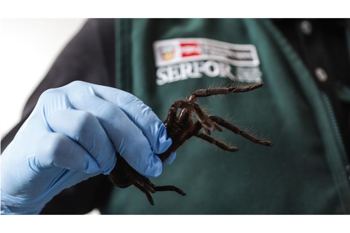 320 Spinnen unter dem Pulli: Schmuggler festgenommen Der Mann wollte Hunderte Vogelspinnen schmuggeln.