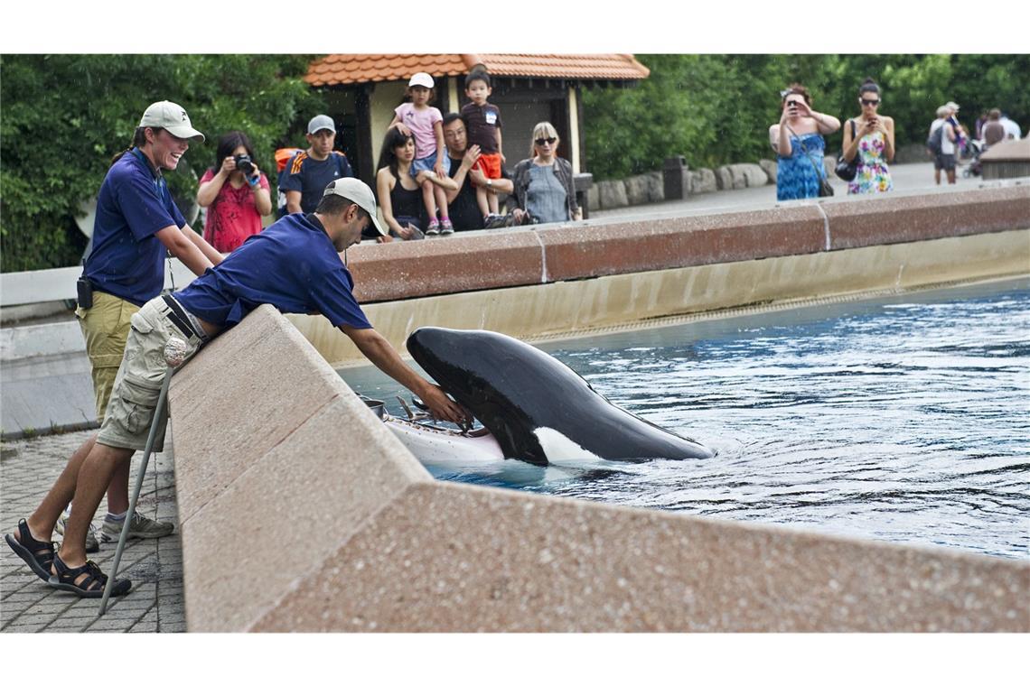 Tierpark fordert Geld – und droht mit Wal-Tötung Der „Marineland“-Themenpark steht in der Kritik.