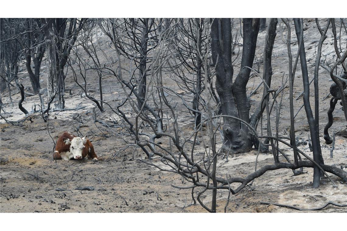 Der Notstand soll die Waldbrandbekämpfung effektiver gestalten. (Archivbild)