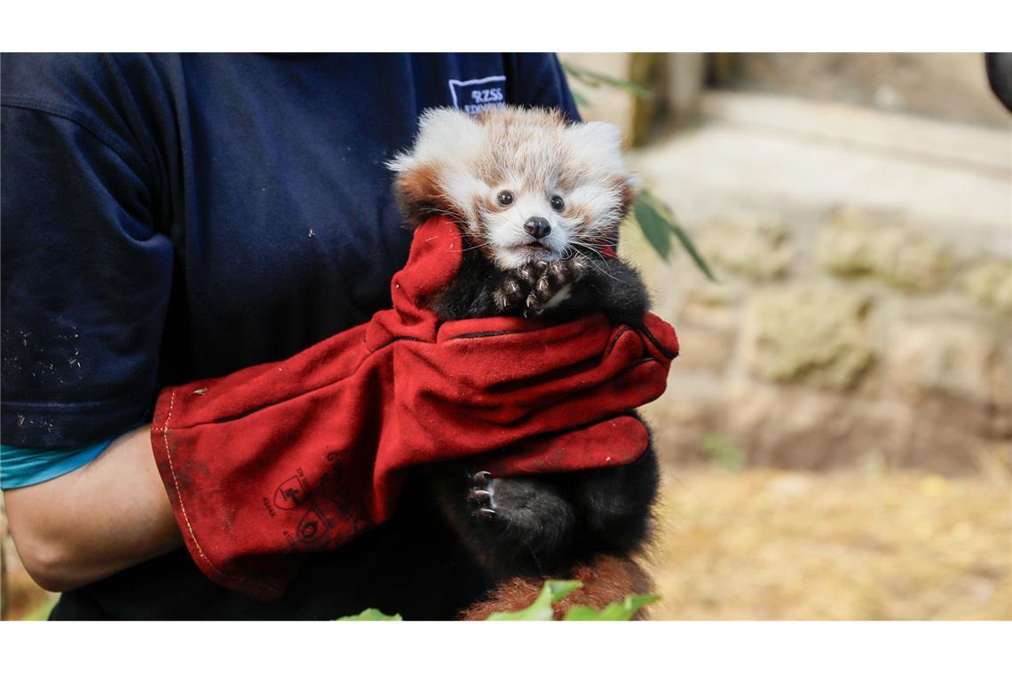 Rotes-Panda-Baby gestorben – Zoo gibt Feuerwerk die Schuld Der Panda wurde nur wenige Monate alt.