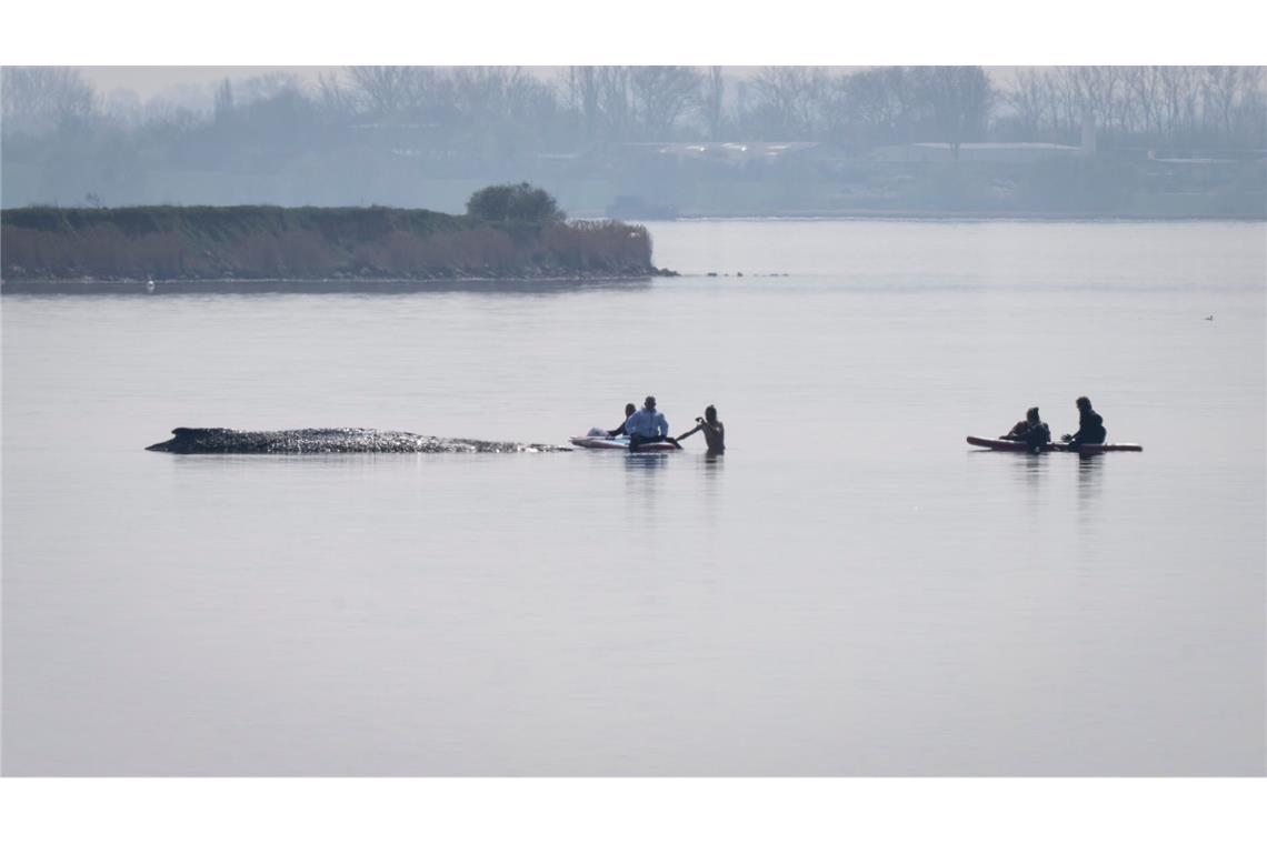 Der private Rettungsversuch für den gestrandeten Wal vor Poel beginnt mit einer Annäherung von Helfern.