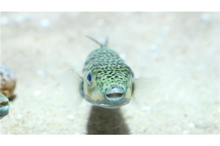 Der recht unscheinbare Hasenkopf-Kugelfisch, der gewöhnlich etwa 40 Zentimeter lang und 9 Kilogramm schwer ist, stammt eigentlich aus dem Indischen Ozean und dem Pazifik. Durch den Suezkanal wanderte er ins Mittelmeer ein, wo er erstmals 2003 nachgewiesen wurde.