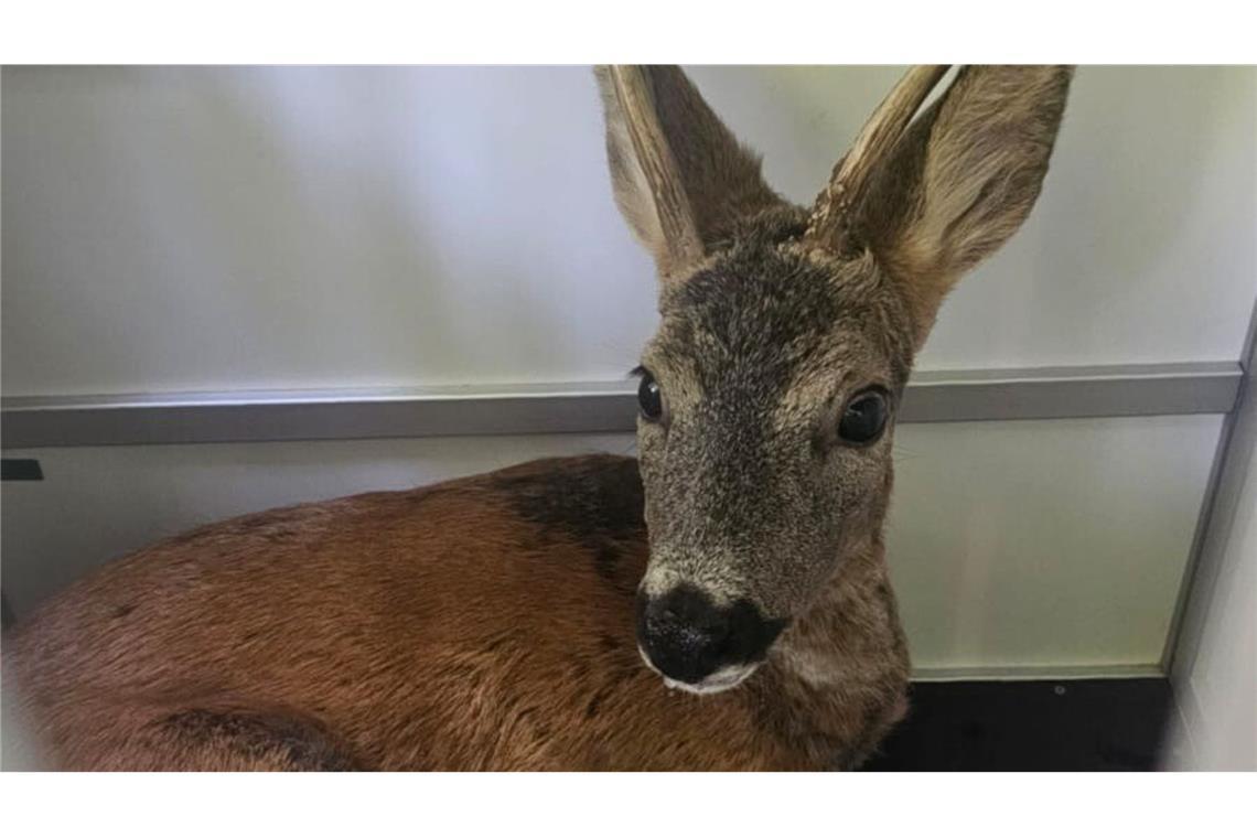 Rehbock rennt in Restaurant – und wird in der Toilette eingesperrt Der Rehbock wird nach seiner Kneipentour in den Wald gefahren.