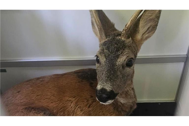 Der Rehbock wird nach seiner Kneipentour in den Wald gefahren.
