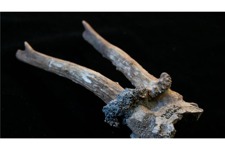 Der Rehgeweihkopfschmuck aus der jungsteinzeitlichen Siedlung Eilsleben-Vosswelle ist rund 7000 Jahre alt und zeigt deutliche Spuren ritueller Nutzung.