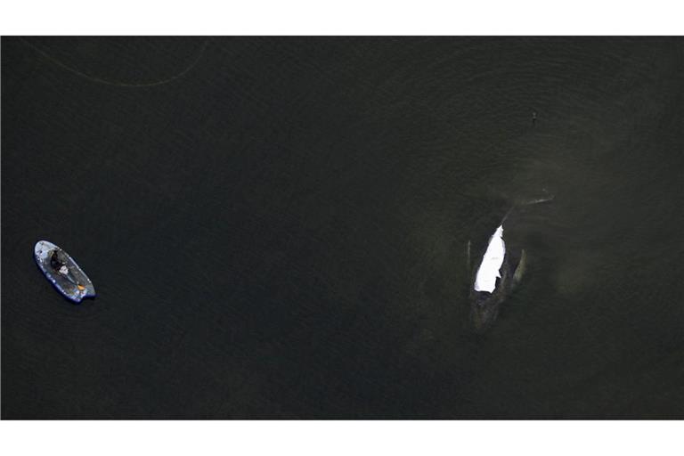 Der Rettungsversuch des in der Ostsee gestrandeten Buckelwals zieht sich in die Länge.