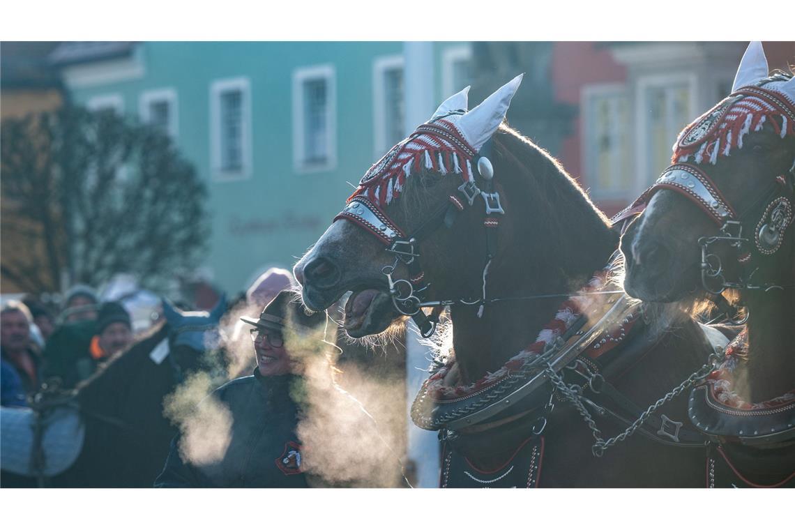 Der Rossmarkt in Berching hat eine lange Tradition.