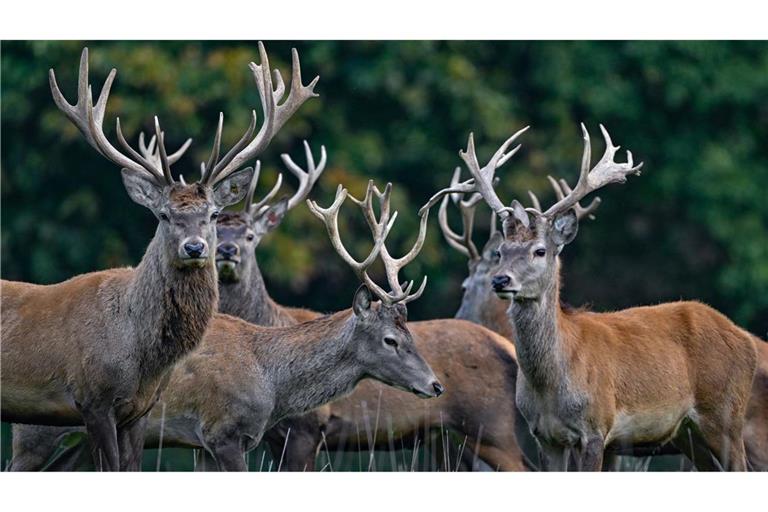 Der Rothirsch ist zum Tier des Jahres 2026 gewählt worden. (Archivbild)