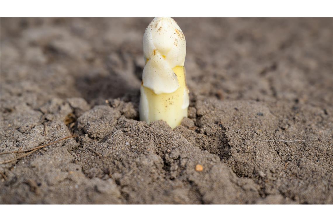 Das bleiche Gemüse ist wieder da - Spargel-Mythen und Fakten Der Ruf als potenzielles Aphrodisiakum ist Experten zufolge wohl vor allem auf das phallusähnliche Aussehen zurückzuführen.