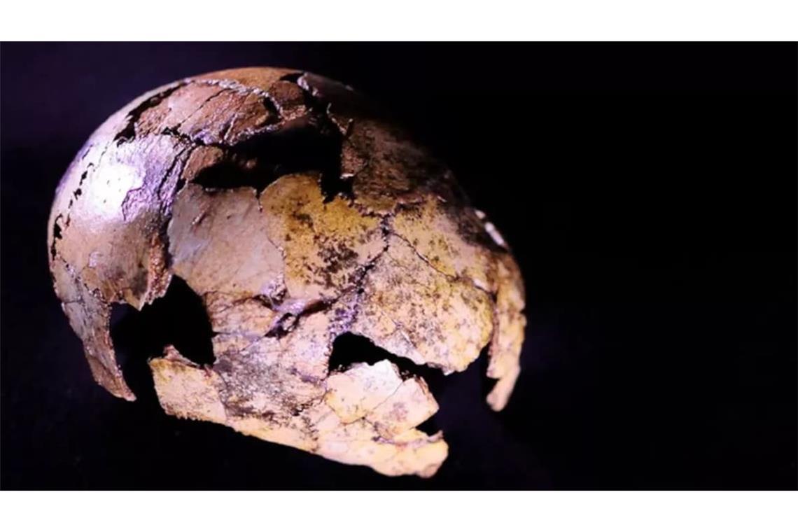 Ältestes Erwachsenen-Fossil von Homo erectus in Südafrika entdeckt