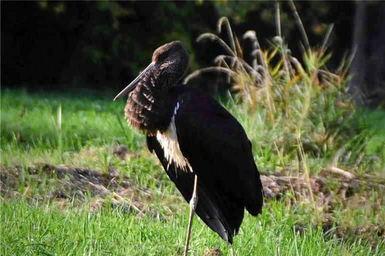 Der scheue und seltene Gast auf Futtersuche in der Nähe eines Bachlaufs. Foto: Lisa-Marie Gleich