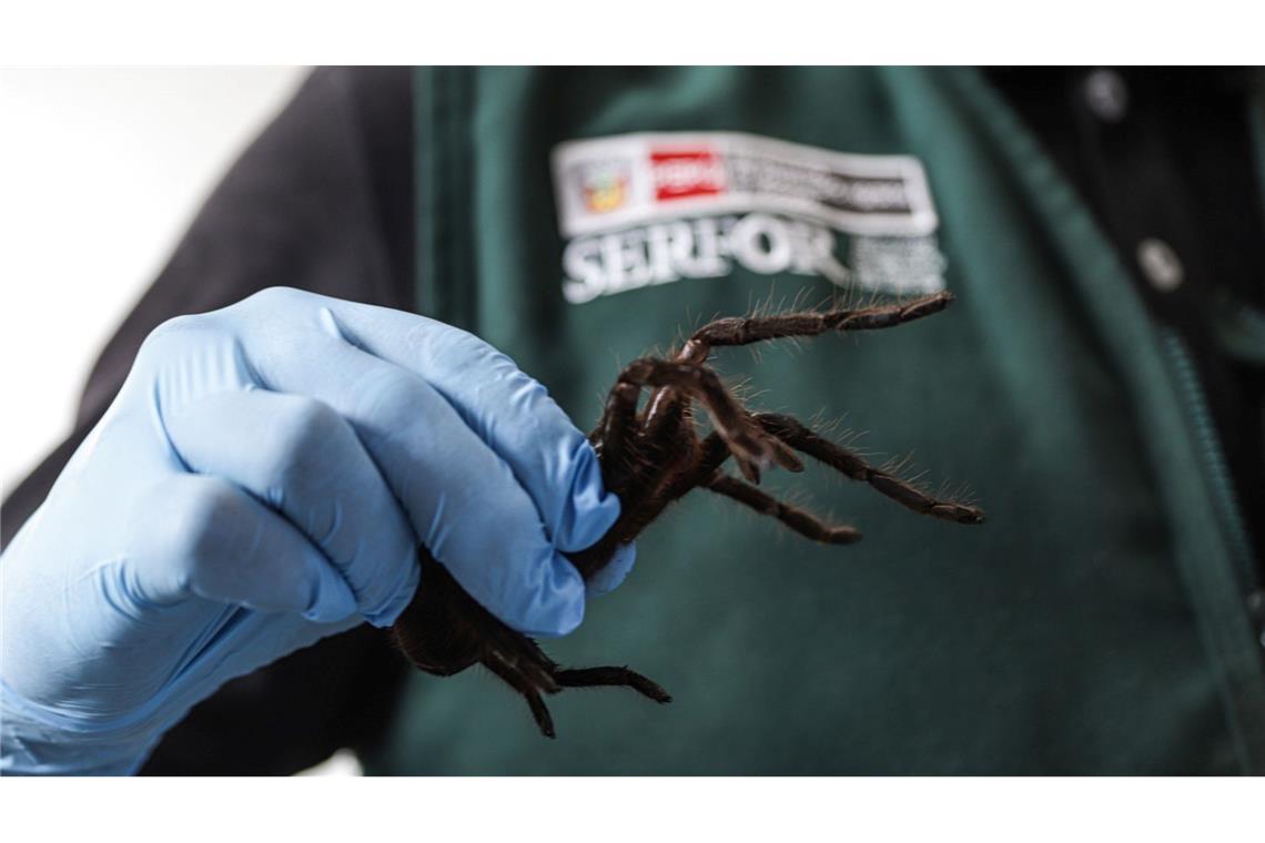 320 Spinnen unter dem Pulli: Schmuggler in Peru festgenommen Der Schmuggler hatte nicht nur Spinnen am Körper befestigt.