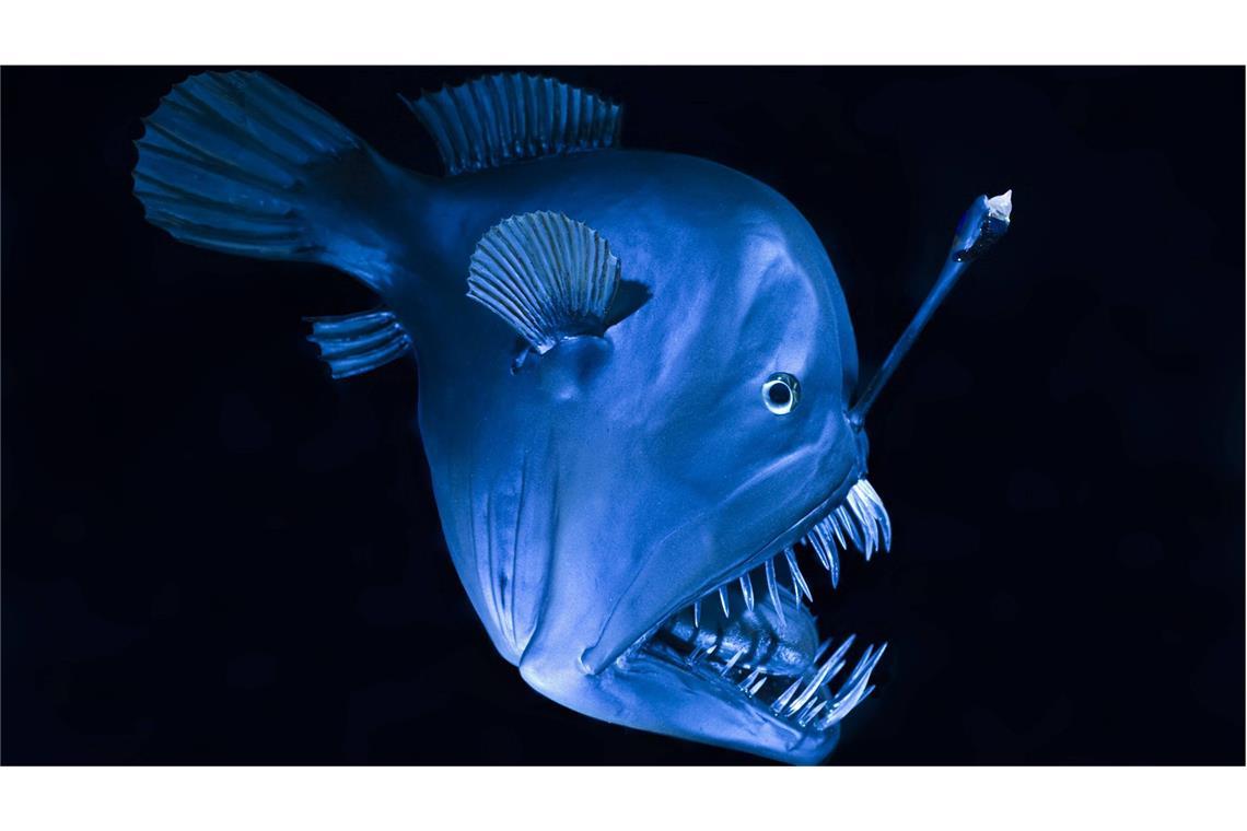 Seltene Entdeckung: „Tiefseemonster“ an der Wasseroberfläche gesichtet Der Schwarze Anglerfisch mit leuchtender „Angel“ – hier als Modell.