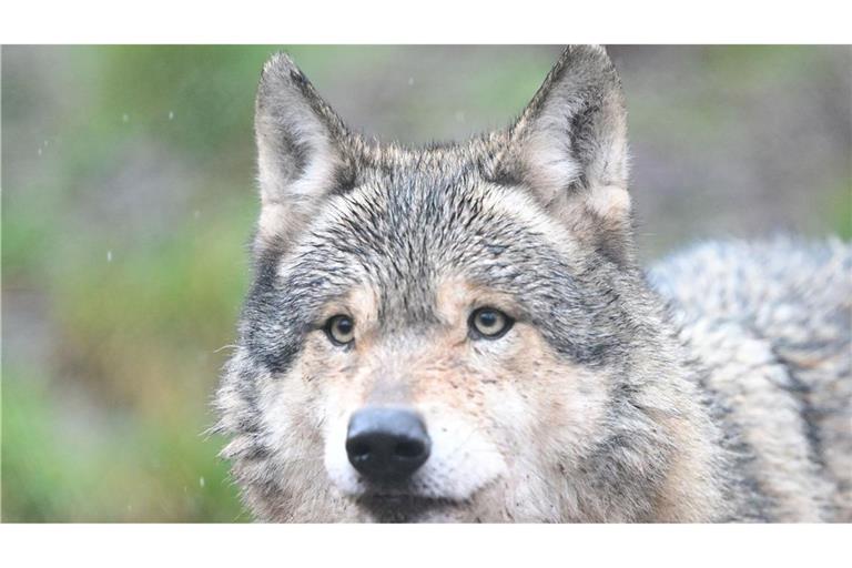 Der Schwarzwald beheimatet nun fünf Wölfe (Symbolbild).