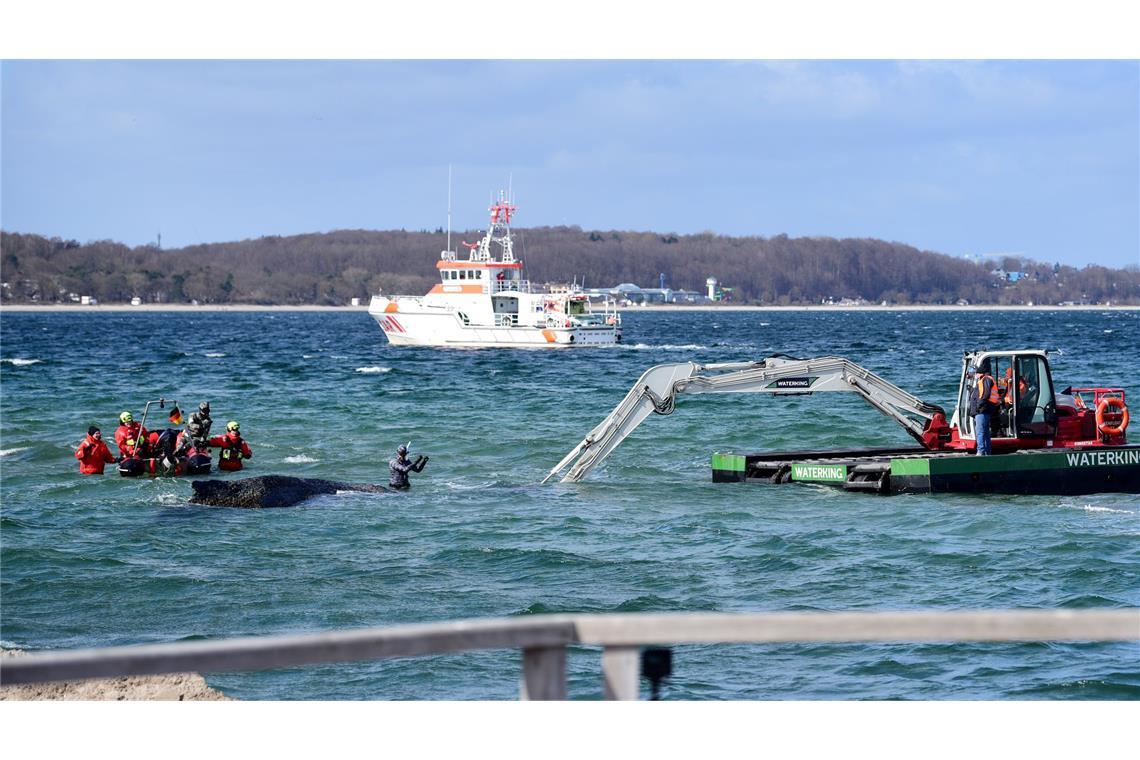 Der Schwimmbagger arbeitet direkt um den gestrandeten Wal herum.
