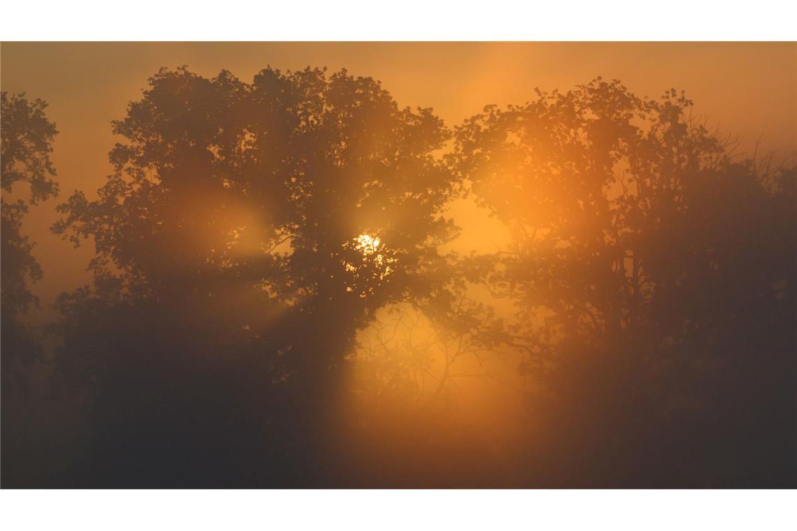 Bilder des Tages Der Sonnenaufgang scheint in Alt Zeschdorf am frühen Morgen durch den Nebel. In Berlin und Brandenburg bleibt es in den nächsten Tagen spätsommerlich mild.