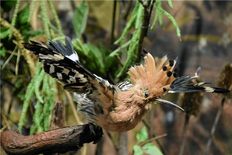 Der stark bedrohte Wiedehopf ist der Vogel des Jahres. Auch im Museum ist ein Präparat zu sehen. Foto: Carl-Schweizer-Museum