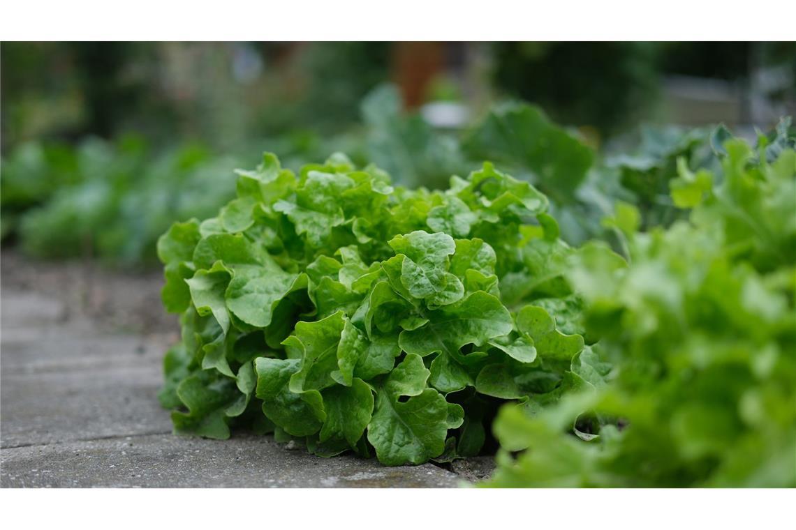 Streit um Salat auf Burger eskaliert: Auch Polizei kann nicht schlichten Der Stein des Anstoßes war ein Salatblatt auf einem Burger. (Symbolbild)