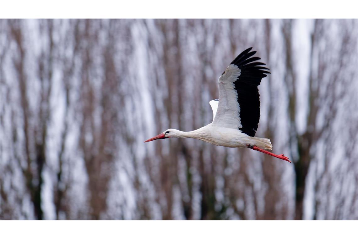 Der Storch gilt als einer der Vorboten für den nahenden Frühling.