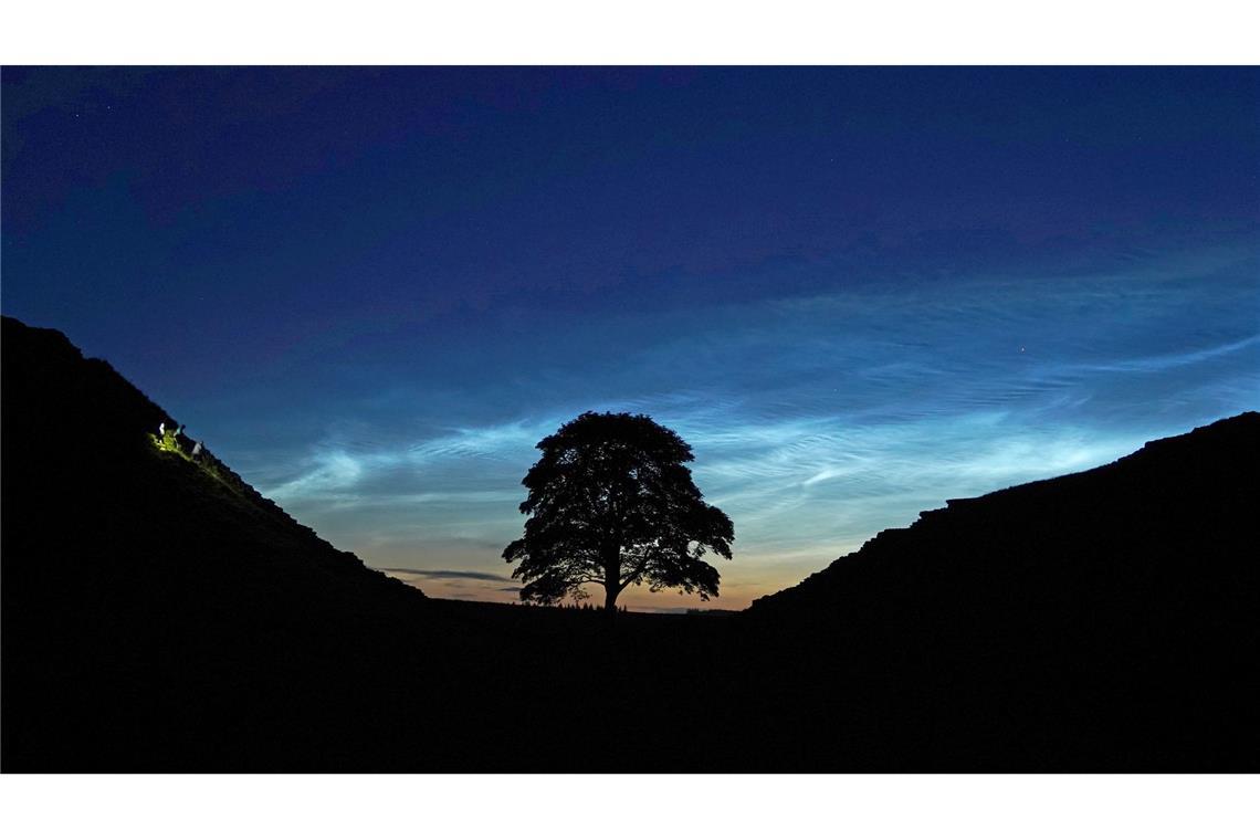 Alter von illegal gefälltem Robin-Hood-Baum bestimmt Der Sycamore Gap Tree in England war einst ein beliebtes Fotomotiv. (Archivfoto)
